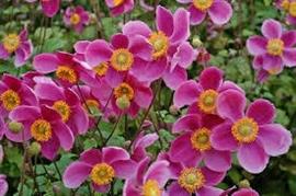 Anemone hup. Prinz Heinrich