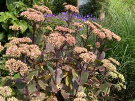Sedum tel. Matrona - Vetkruid