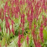 Persicaria amp. Firetail