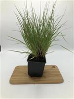 Pennisetum alp. Little Bunny lampenpoetser gras lampepoetser