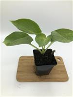 Hosta Big Daddy