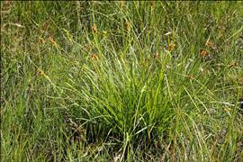 Carex flava Gele zegge