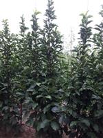 Magnolia Susan Beveerd 200 cm. lengte