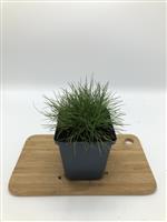 Festuca gauteri  - Berenvel