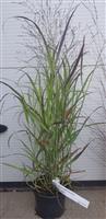 Panicum virgatuim Shenandoah - Vingergras