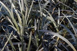 Ophiopogon Niger -  Zwart siergras