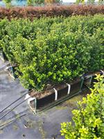 Ilex crenata Caroline Upright kant en klaar haag elementen hoogte 70-80 cm.