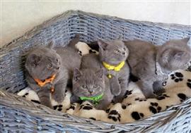 4 prachtig britse korthaar kittens