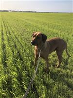 Rhodesian Ridgeback 