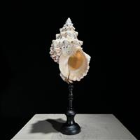GEEN RESERVEPRIJS - Conch Shell op een aangepaste standaard - Zeeschelp - Triplofusus Giganteus