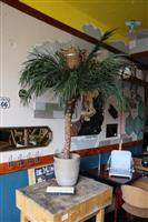 Online Veiling: Kunst palmboom - 150 cm hoog