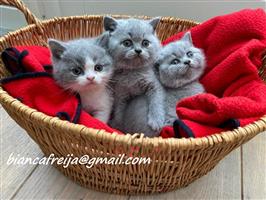 kittens te koop