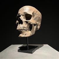 Beeld, NO RESERVE PRICE - Stunning human skull statue on a custom stand - Brown Colour - Museum Qual