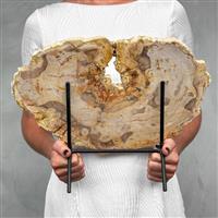 GEEN RESEREPRIJS - Prachtig stuk versteend hout met standaard - Gefossiliseerd hout - Petrified Wood