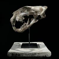 GEEN RESERVEPRIJS - Replica Tijgerschedel op standaard - Museumkwaliteit - Bruine kleur - Hars Taxid