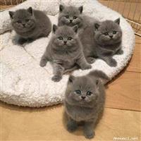  Britse Korthaar Blauw  kittens tekoop 