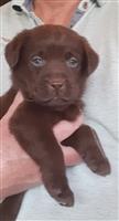 BRUINE LABRADORPUP....