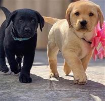  vrouwelijke Labrador-pups beschikbaar
