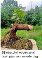 Man wil vrouw