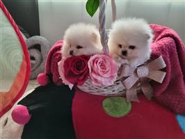 100% keeshond/pomeriaantjes pups met papieren 