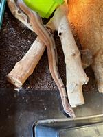 Boa constrictor