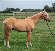 TE KOOP: Luxe 1.5 jarige  PALOMINO  pony hengst