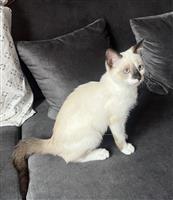 Kitten