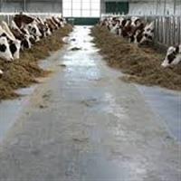 Melkstal vloeren En voergangen 