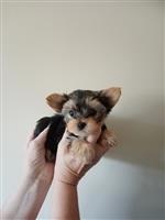 yorkshire terrier pupjes