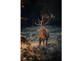 Glasschilderij Hert | 1067
