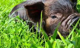Nog 1 Prachtig Kune Kune Stamboek borgje te koop !