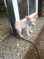 pups mogen het nest verlaten