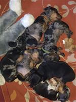 Teckel puppy’s 