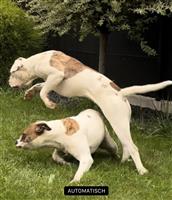 Am Bulldog 