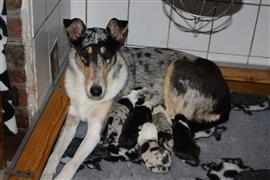 Te koop Schotse Herders Hond pups
