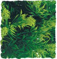 Natural Bush – Malaysian Fern