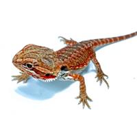 Baardagaam<br>Orange & Red