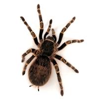 Grammostola pulchripes