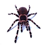Acanthoscurria geniculata