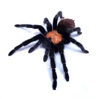 Brachypelma albiceps
