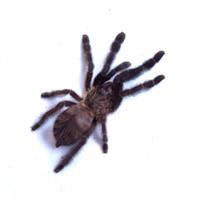 Lampropelma nigerrimum