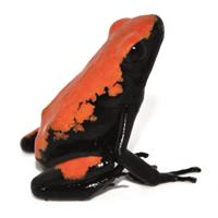 Adelphobates galactonotus Red
