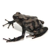 Dendrobates auratus Campana