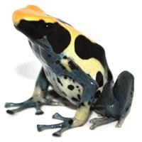 Dendrobates tinctorius Patricia