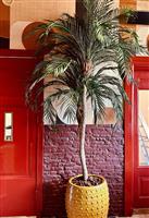 Kunstpalm - 220cm - 2 stammen