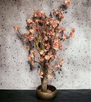 Peach kleurige bloesemboom - 120cm hoog