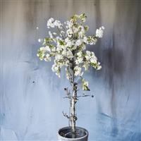 Kunst bloesemboom - Kunst boom - wit - 150cm - Voor binnen