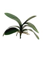 Orchidee blad toef - 25cm -