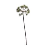 Berenklauw - groen frosted - 65cm -