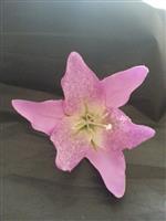 Lila Jo, Lilac Sparkle Lily.